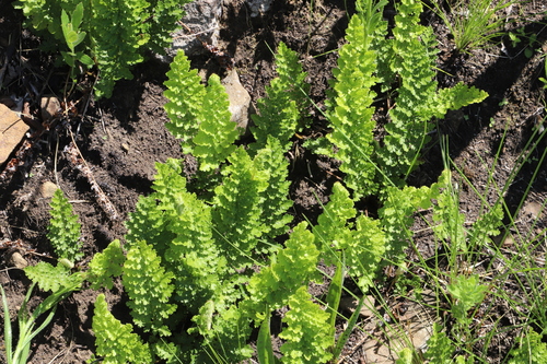 Grassveld Scented Fern (Anemia vestita)