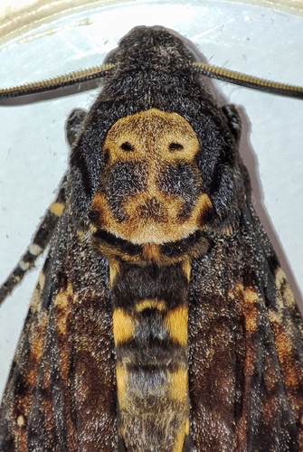 Death's Head Hawkmoth photo 3
