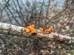 Tremella mesenterica