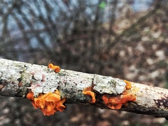 Tremella mesenterica