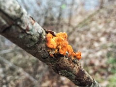 Tremella mesenterica