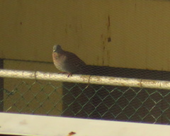 Columba guinea phaeonota