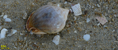 Phalium flammiferum