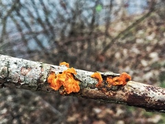 Tremella mesenterica