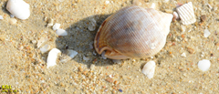 Phalium flammiferum