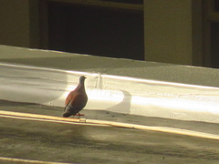 Columba guinea phaeonota