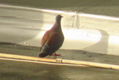 Columba guinea phaeonota
