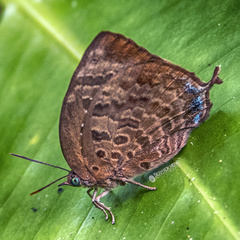 Arhopala centaurus nakula