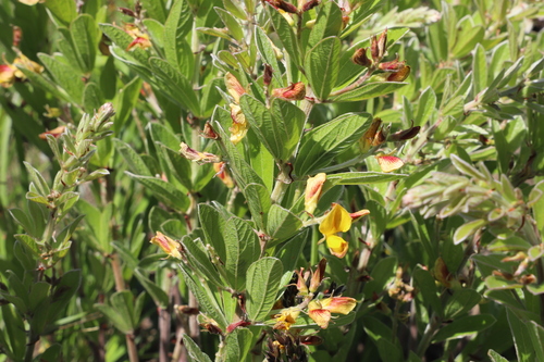 Erect Snoutbean (Rhynchosia woodii)