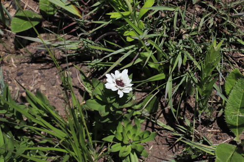 Callilepis laureola, photograph 6