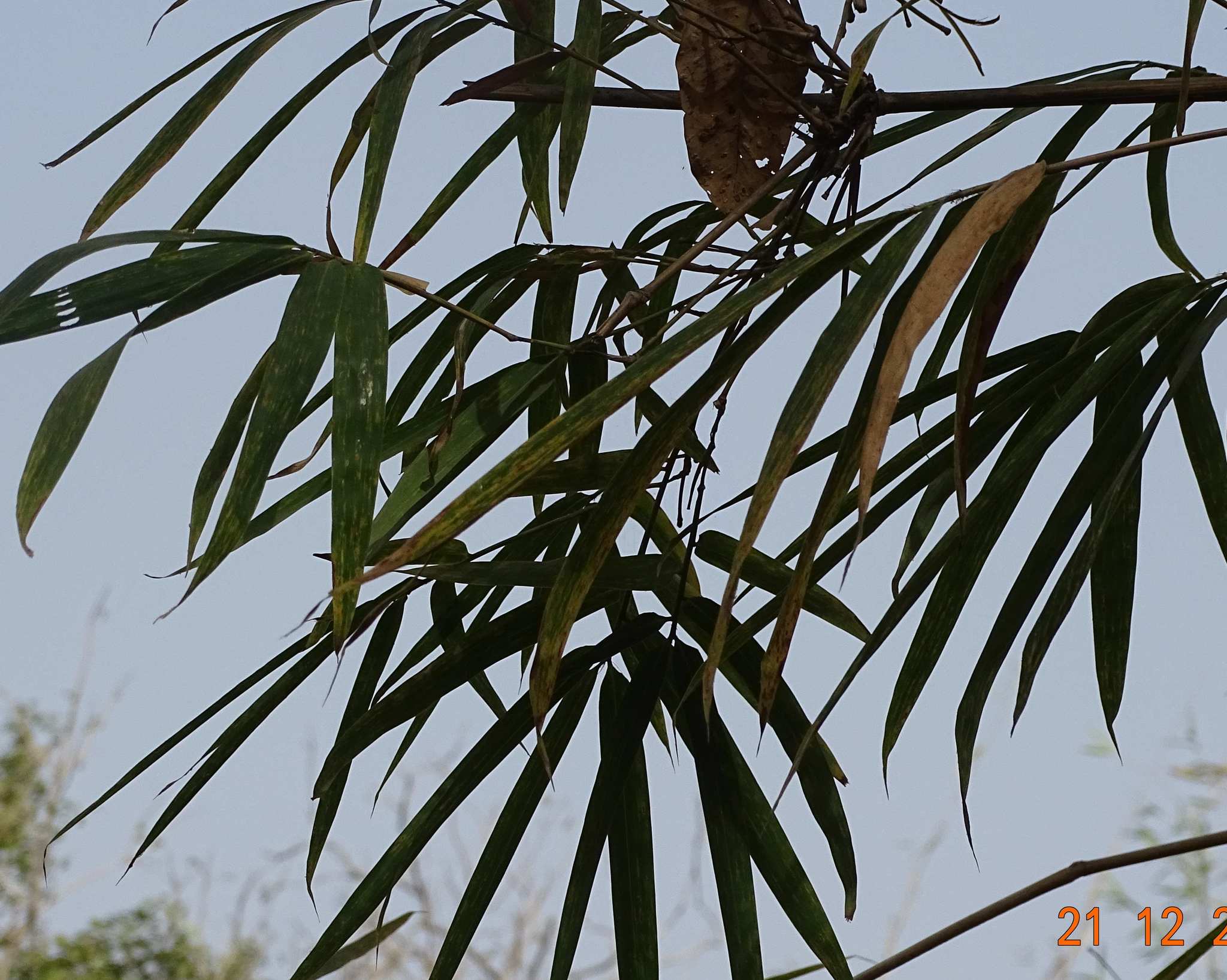 Oxytenanthera abyssinica