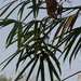 African Bamboo - Photo (c) ONG OeBenin, some rights reserved (CC BY-NC), uploaded by ONG OeBenin