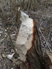 Castor fiber