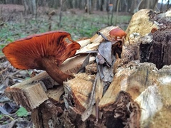 Flammulina