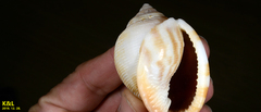 Phalium flammiferum