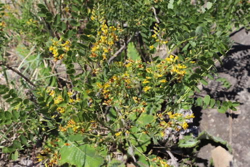 Mountain Wild-Laburnum (Calpurnia sericea)