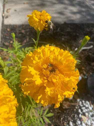 Unknown species found near New Mexico St, Jacksonville, NC, US