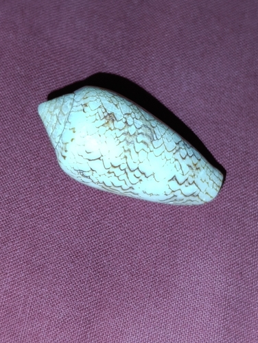 Conus archiepiscopus