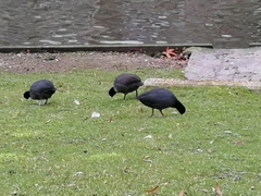 Fulica atra