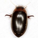 Hydaticus bimarginatus - Photo (c) Mike Quinn, Austin, TX, some rights reserved (CC BY-NC), uploaded by Mike Quinn, Austin, TX