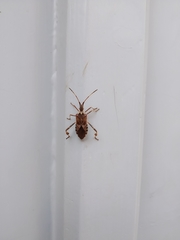 Leptoglossus occidentalis
