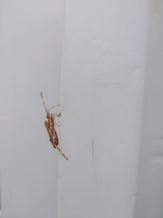 Leptoglossus occidentalis