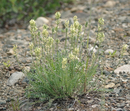 Oxytropis campestris var. varians