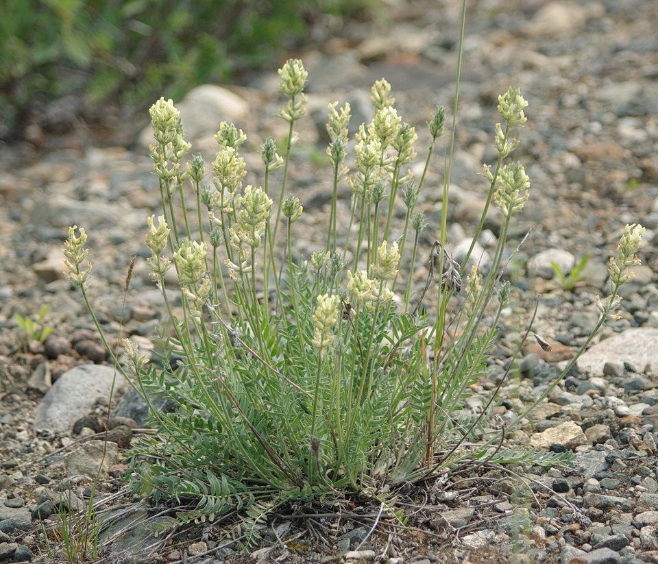 Oxytropis campestris var. varians
