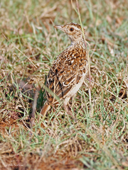 Heteromirafra archeri