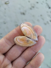 Bosemprella incarnata