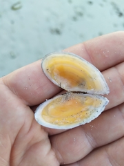 Bosemprella incarnata