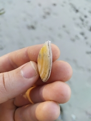 Bosemprella incarnata