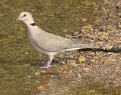 Streptopelia vinacea