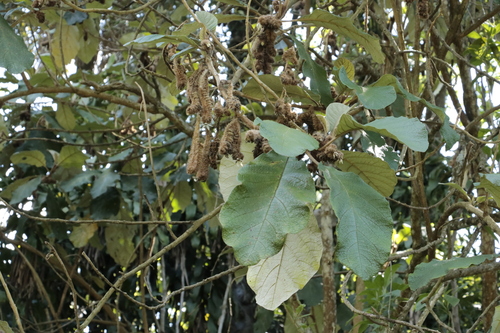 Solanum cernuum, photograph 5