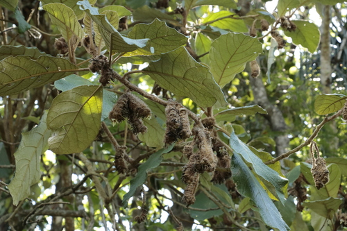 Solanum cernuum, photograph 4