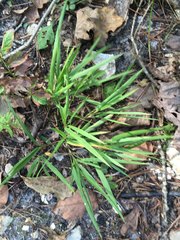 Dichanthelium bicknellii