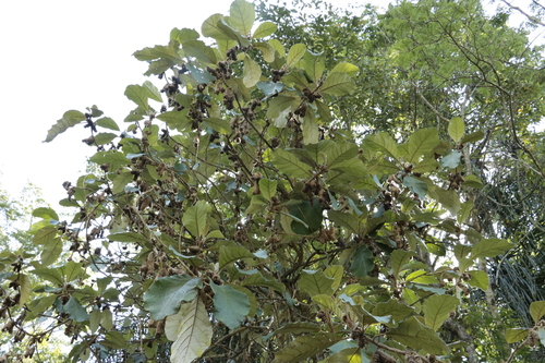 Solanum cernuum, photograph 3