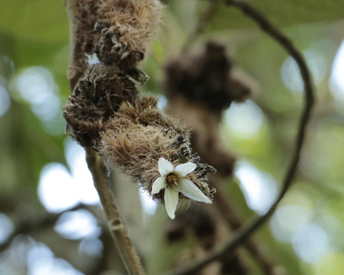 Solanum cernuum, photograph 2