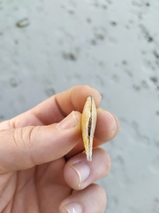 Bosemprella incarnata