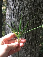 Dichanthelium bicknellii