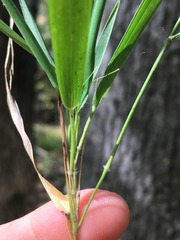 Dichanthelium bicknellii