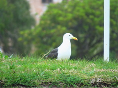 Larus dominicanus