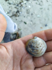 Dosinia exoleta