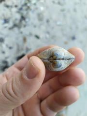 Dosinia exoleta
