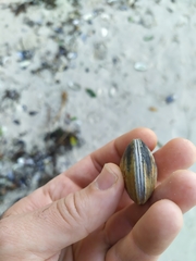 Dosinia exoleta