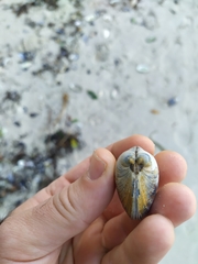 Dosinia exoleta