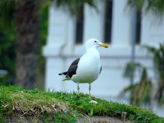 Larus dominicanus