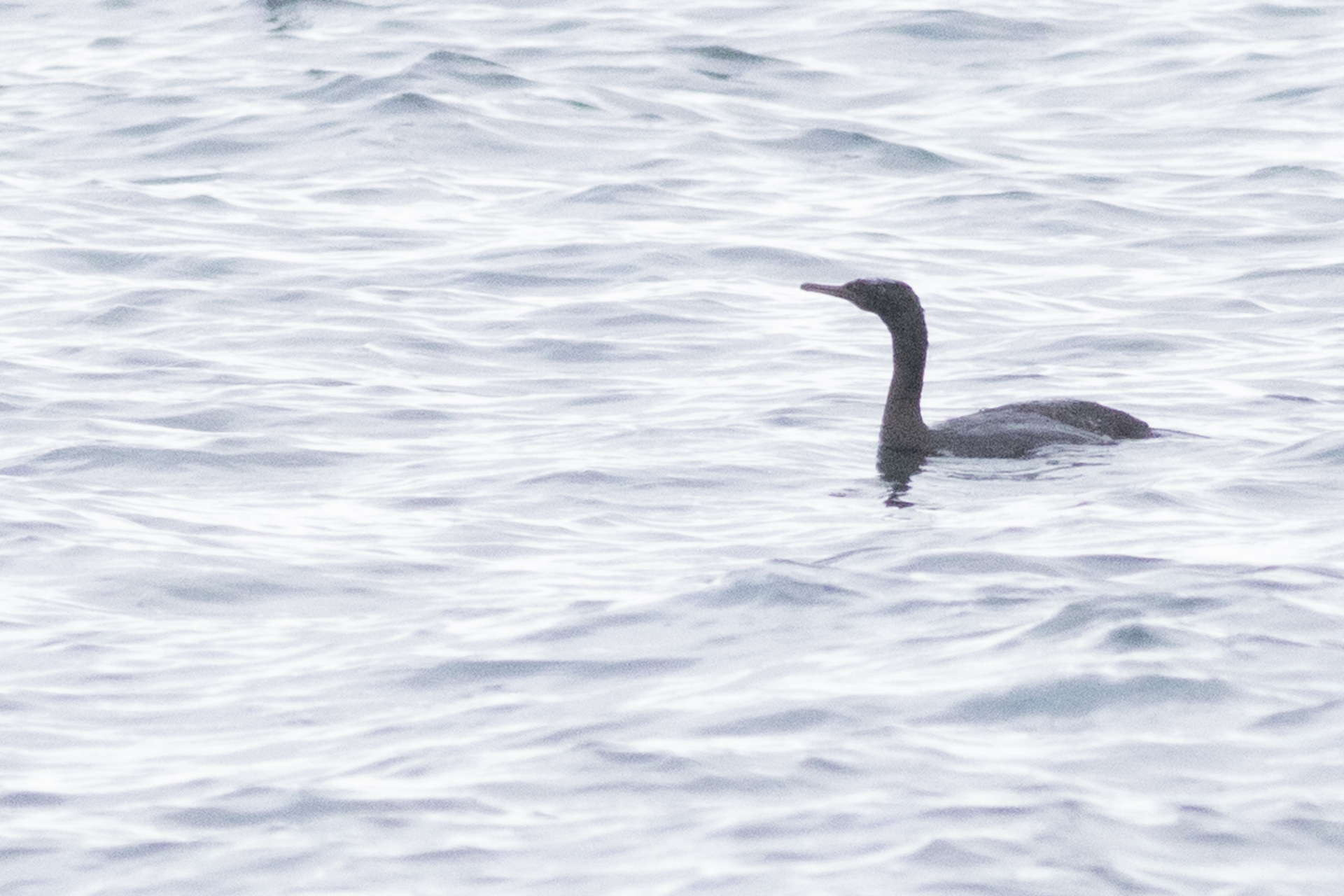 Pelagic Cormorant