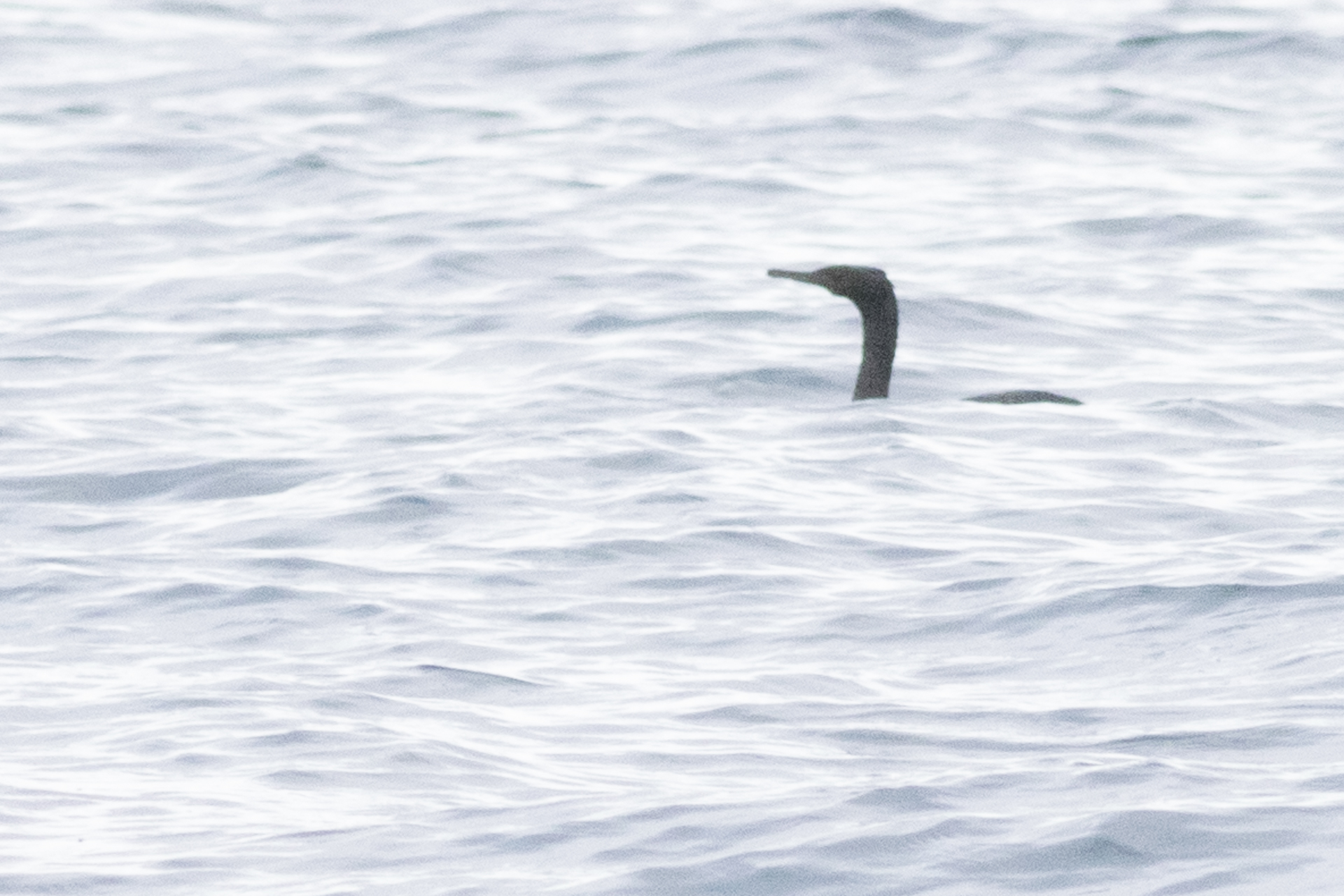 Pelagic Cormorant