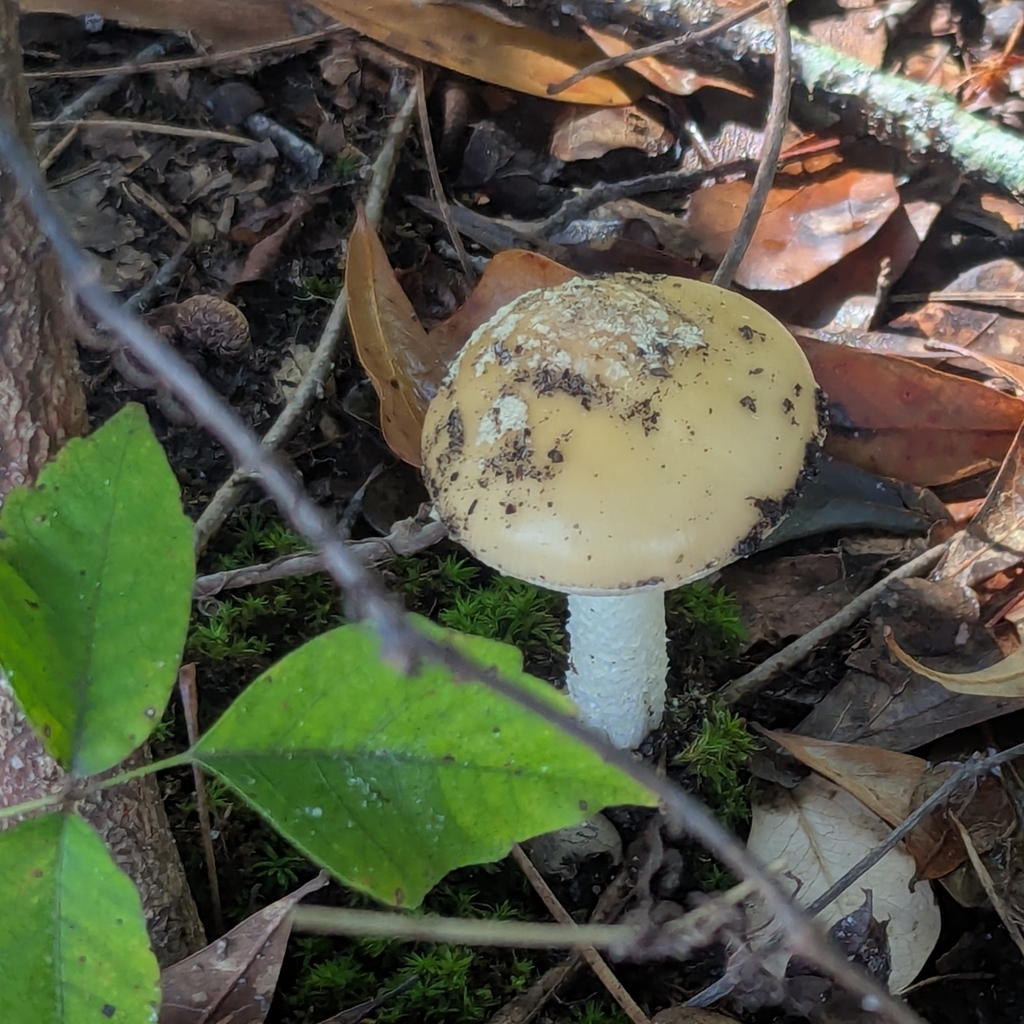 Amanita crenulata · October 2025 · photo: © pburka (iNaturalist, cc-by-sa)